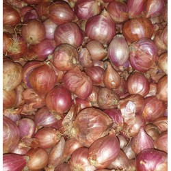 Small Red Onions
